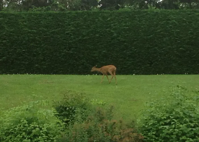 Vulcain 3* LʼHorme